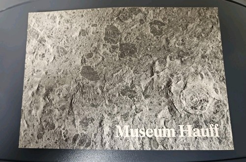 K29 museum hauff in - museum,