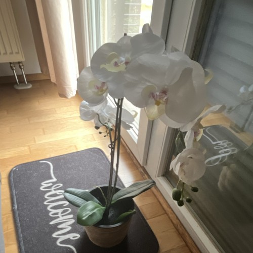 Phalaenopsis