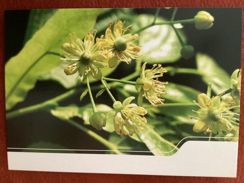 Winterlinde baum des - -,