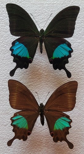 Papilio arjuna pair - arjuna,