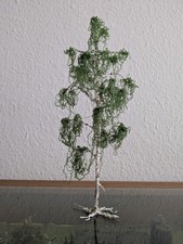 Birke Birken Baum Bäume LGB