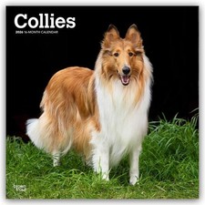 Collies - Langhaarcollie 2026