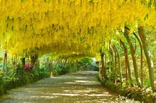 Edel-Goldregen VOSSII 90-110 cm im Container