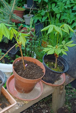 Kastanie Kastanienbaum Pflanze