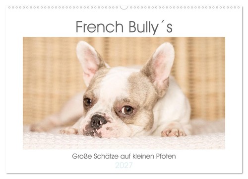 French bully große - french, bully´s