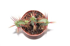 Euphorbia enopla