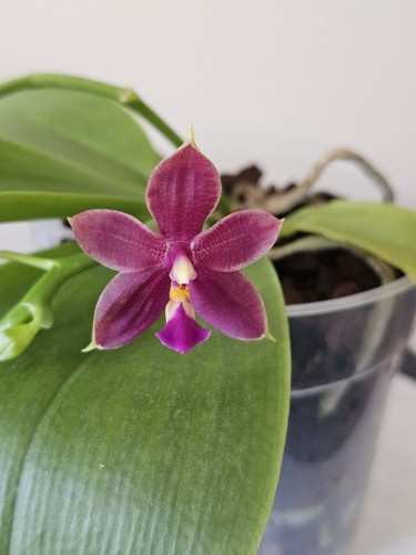 Phalaenopsis mancervi - mancervi, x