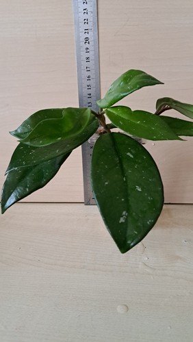 Hoya carnosa tricolor - carnosa, "tricolor"