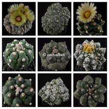 30 Seeds / Korn Astrophytum