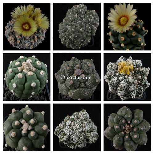 Seeds korn astrophytum - seeds,