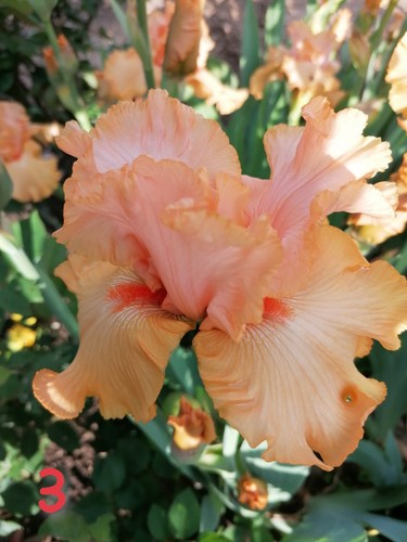 Schwertlilie iris rhizome - iris,
