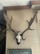 Hirschhorn abwurfstangen - hirschhorn,
