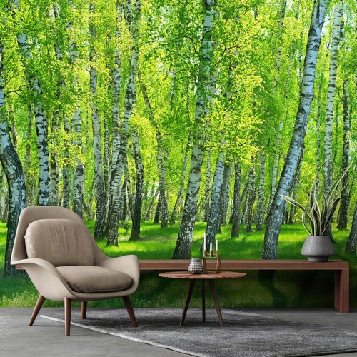 Wald birke birkenwald - birke,