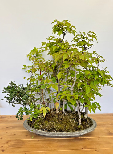 Bonsai carpinus japonica - bonsai,