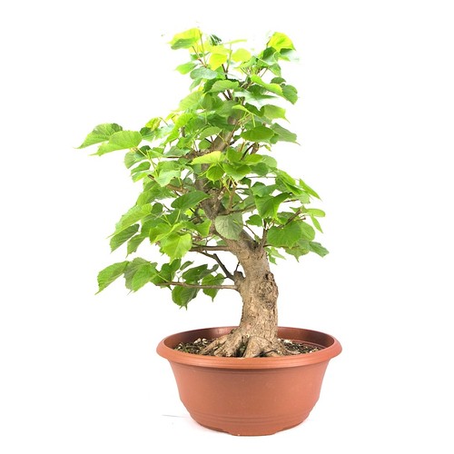 Pre bonsai winterlinde tilia - pre-bonsai,