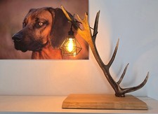Hirschlampe geweihlampe - hirschlampe,