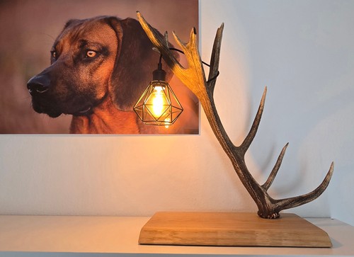 Hirschlampe geweihlampe - hirschlampe,