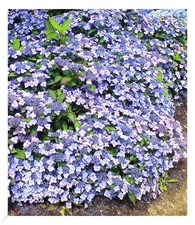 Winterharte Zwerg-Hortensien