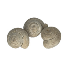 ★ 3x Pseudolivella (20mm) ✦ Fossil Schnecken ✦ Eozän (45 Mio. J.) ✦ Marokko ★