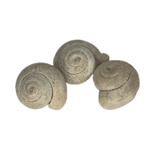 Pseudolivella - 3x,
