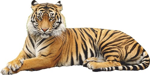 Wandtattoo tiger wilde tiere - wilde,