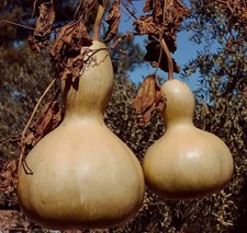 👍 5 + Samen Flaschenkürbis