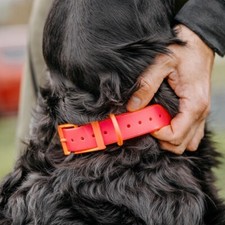 Hundehalsband 25mm pink - hp&g,