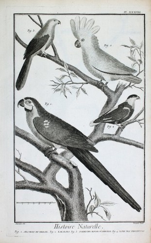 Papagei perroquet parrot - papagei,