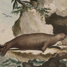 Le Morse walrus natural