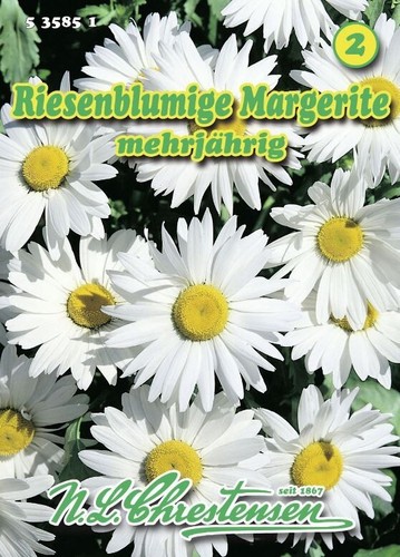 Margerite riesenblumige - margerite,,