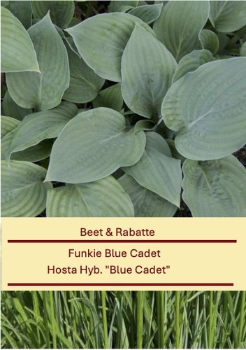 Hosta hyb blue cadet - hyb., cadet"