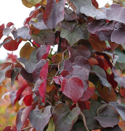 Kanadischer judasbaum merlot - judasbaum,