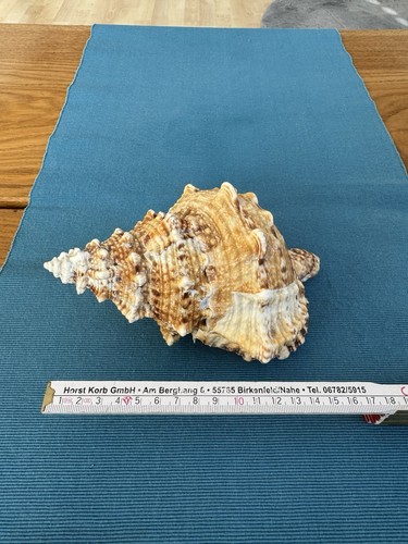 Tutufa rubeta echte - rubeta,