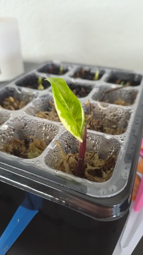 Alocasia macrorrhiza black - macrorrhiza,