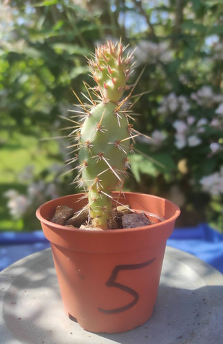 Opuntia winterhart frosthart - opuntia,
