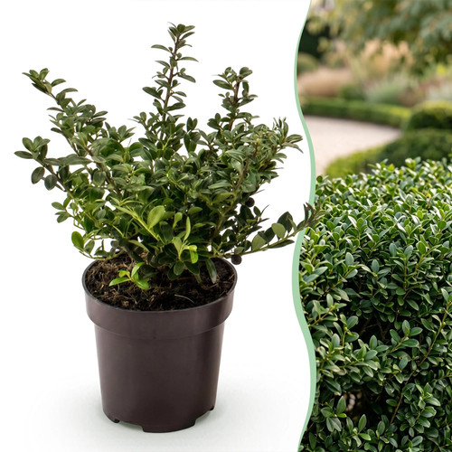 Ilex crenata stokes - ilex,