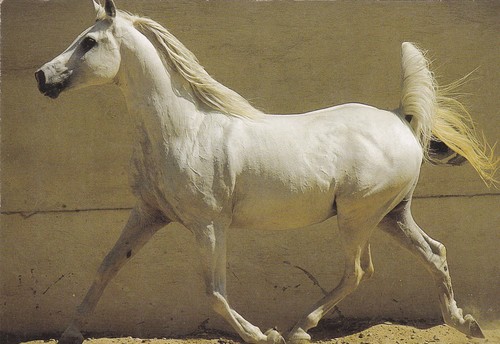 Pferd horse postkarte - *,