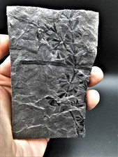 Sphenophyllum cuneifolium - ,