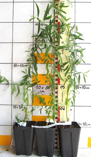 Salix babylonica