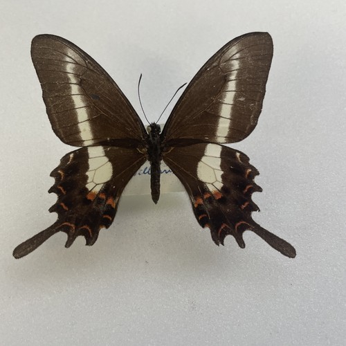 Entomologie*Papilio