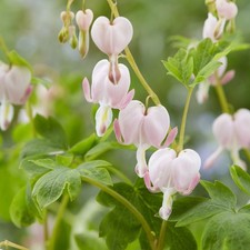 Dicentra Staude