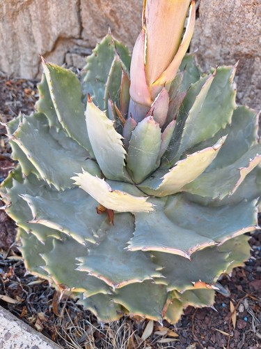 Schmetterling agave - schmetterling,