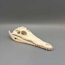 Original Krokodilschädel