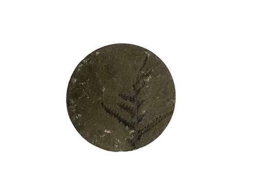 Fossil farn karbon - fossil,