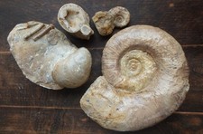 Ammonit Fossilien Konvolut