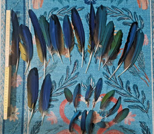 25 echte Federn Gelbbrustara Grünflügelara Vogel