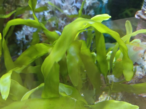 Meerwasser caulerpa prolifera