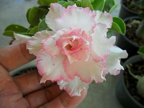 Samen adenium obesum pink - 10,