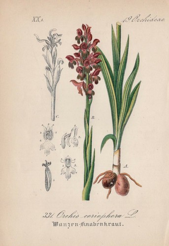 Wanzen knabenkraut anacamptis - wanzen-knabenkraut, (anacamptis