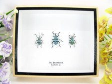 3x Blue Weevil Beetle -  echte
